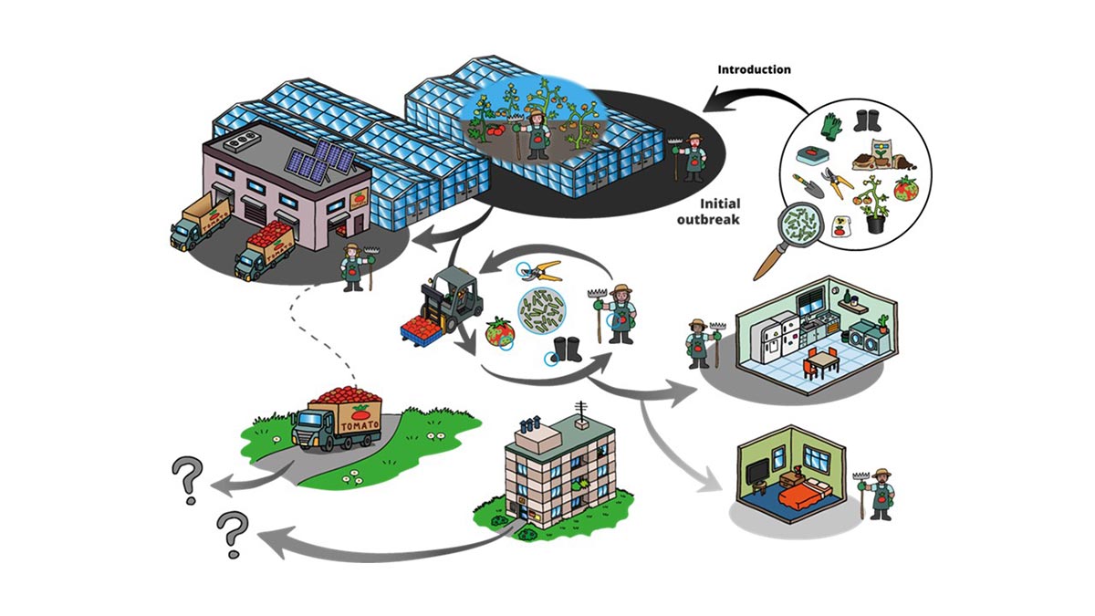 Illustrazione della diffusione del ToBRFV causata dall'uomo in un'azienda di pomodori